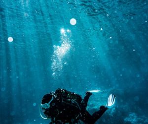 pexels-pspov-3046582